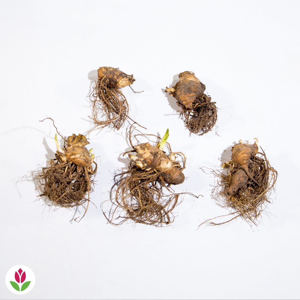  5 Iris De Jardin En Mélange