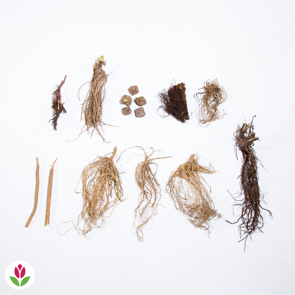  Collection De 15 Plantes Vivaces - 2 M²