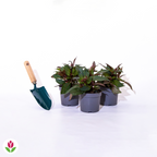  3 Sunpatiens Blanc