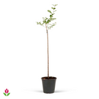  Lilas Palibin Sur Tige