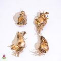  4 Amarines Belladiva Aphrodite