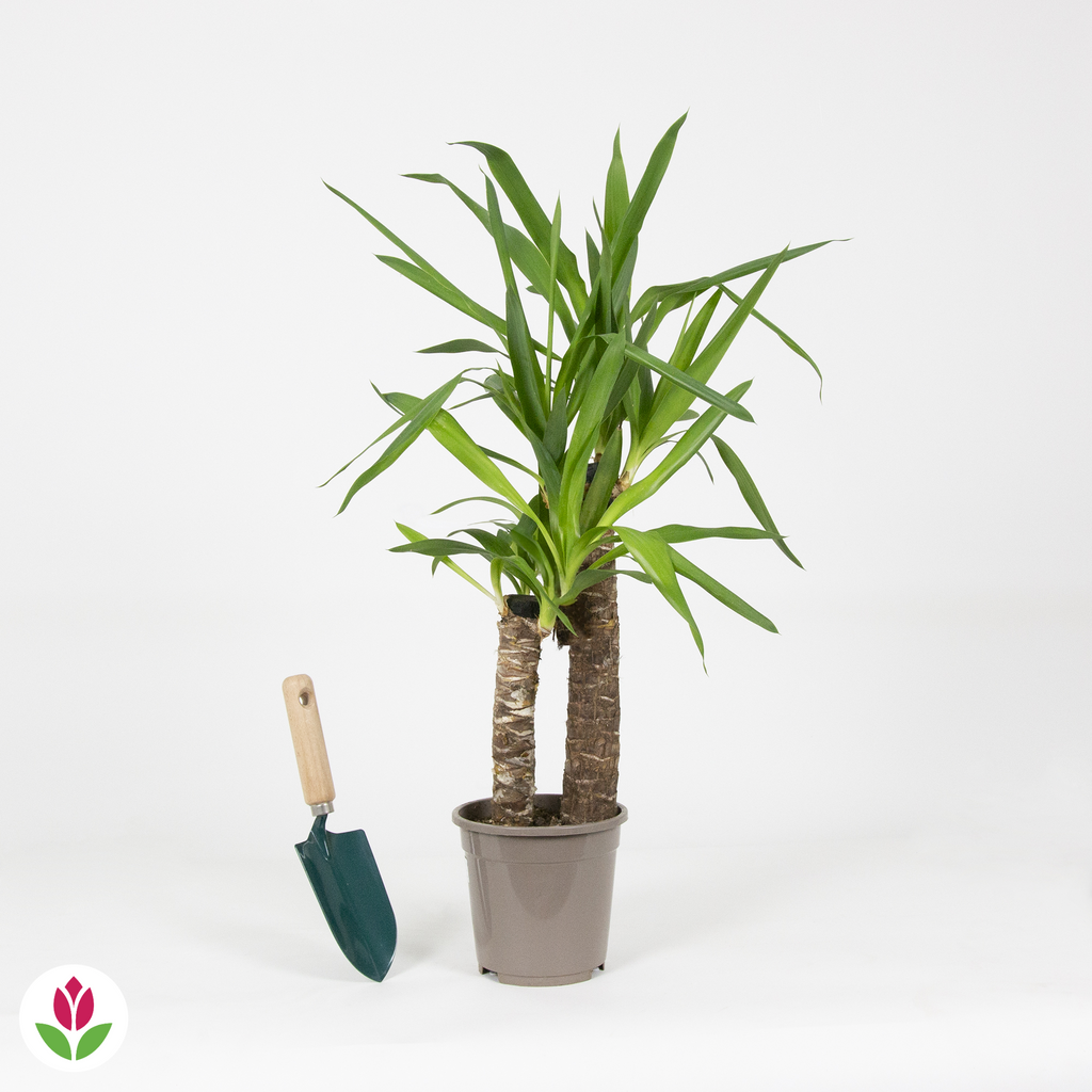  Yucca Elephantipes