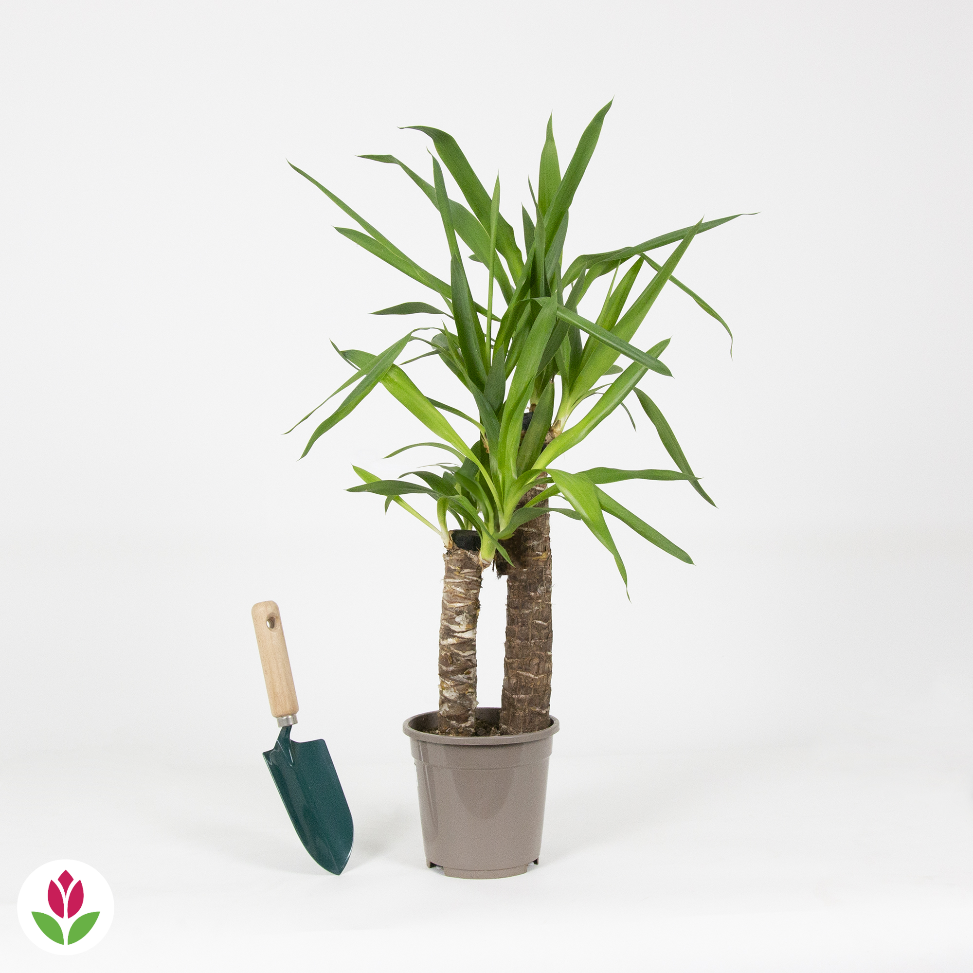  Yucca Elephantipes