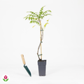  Glycine De Chine Prolific