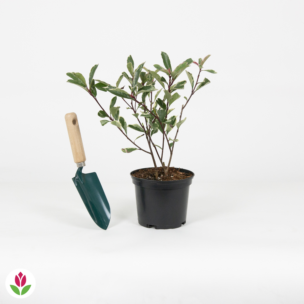  Photinia Pink Marble