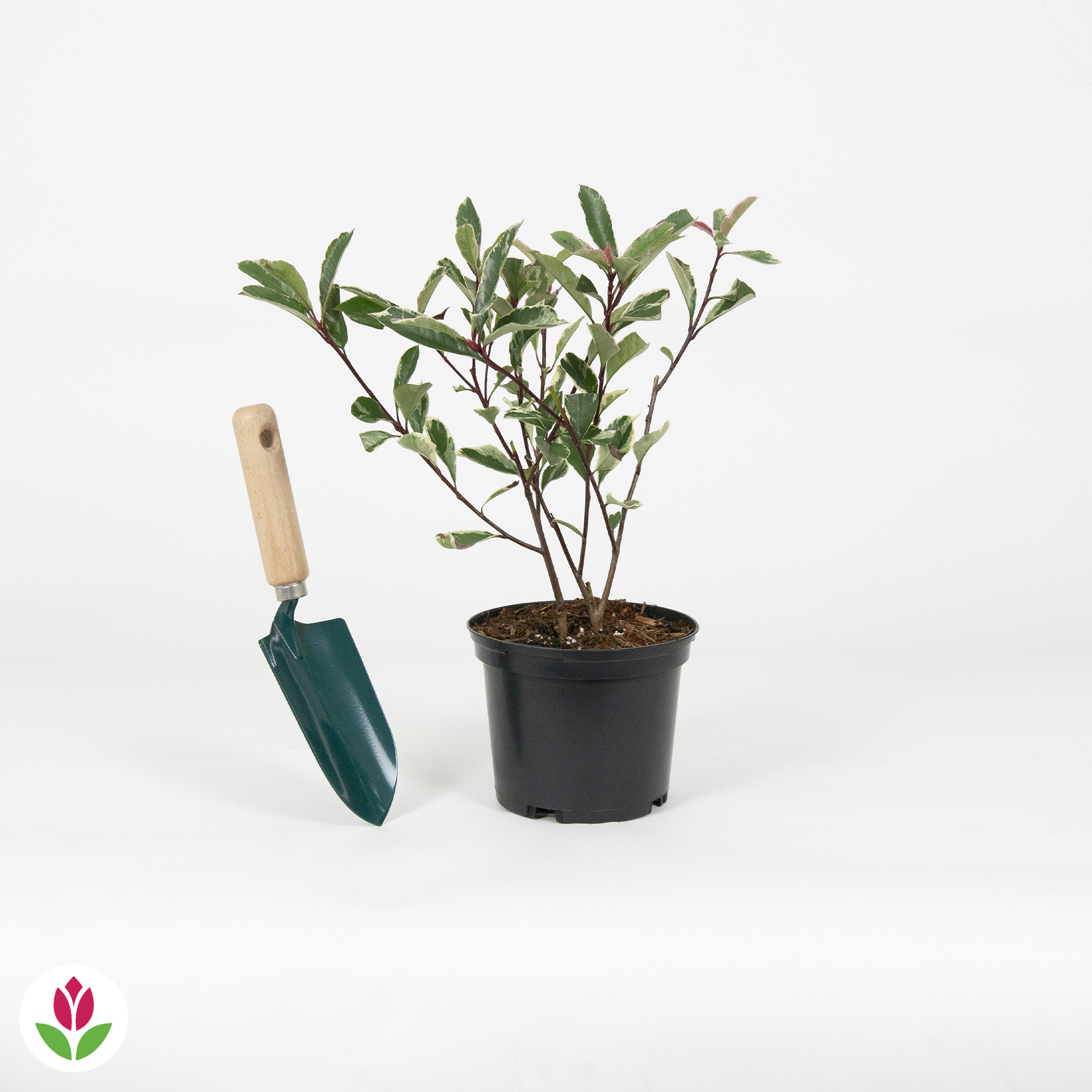  Photinia Pink Marble
