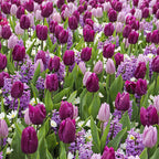  25 Bulbes De Fleurs Royal Purple En Mélange