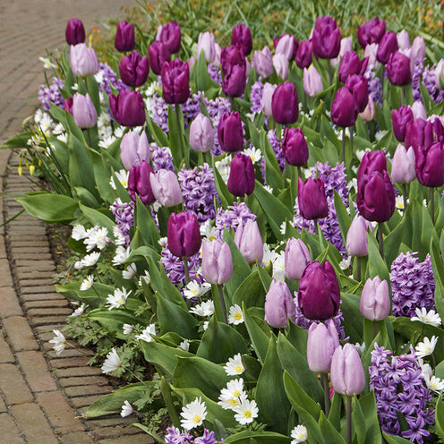  25 Bulbes De Fleurs Royal Purple En Mélange