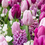  25 Bulbes De Fleurs Royal Purple En Mélange