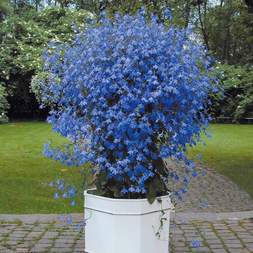  3 Lobelias Azuro