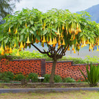  Brugmansia Jaune