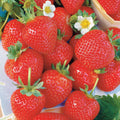  20 Fraisiers Remontants La Savoureuse De Willemse ®