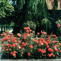  Rosier Buisson Doris Tysterman