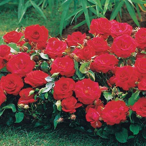  3 Mini-rosiers Randilla Rouge