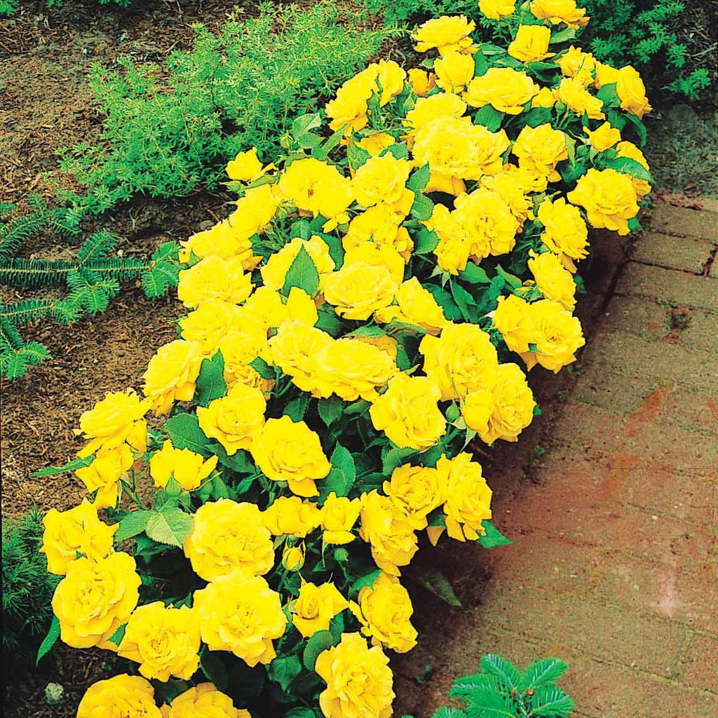  3 Mini-rosiers Randilla Jaune