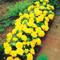  3 Mini-rosiers Randilla Jaune
