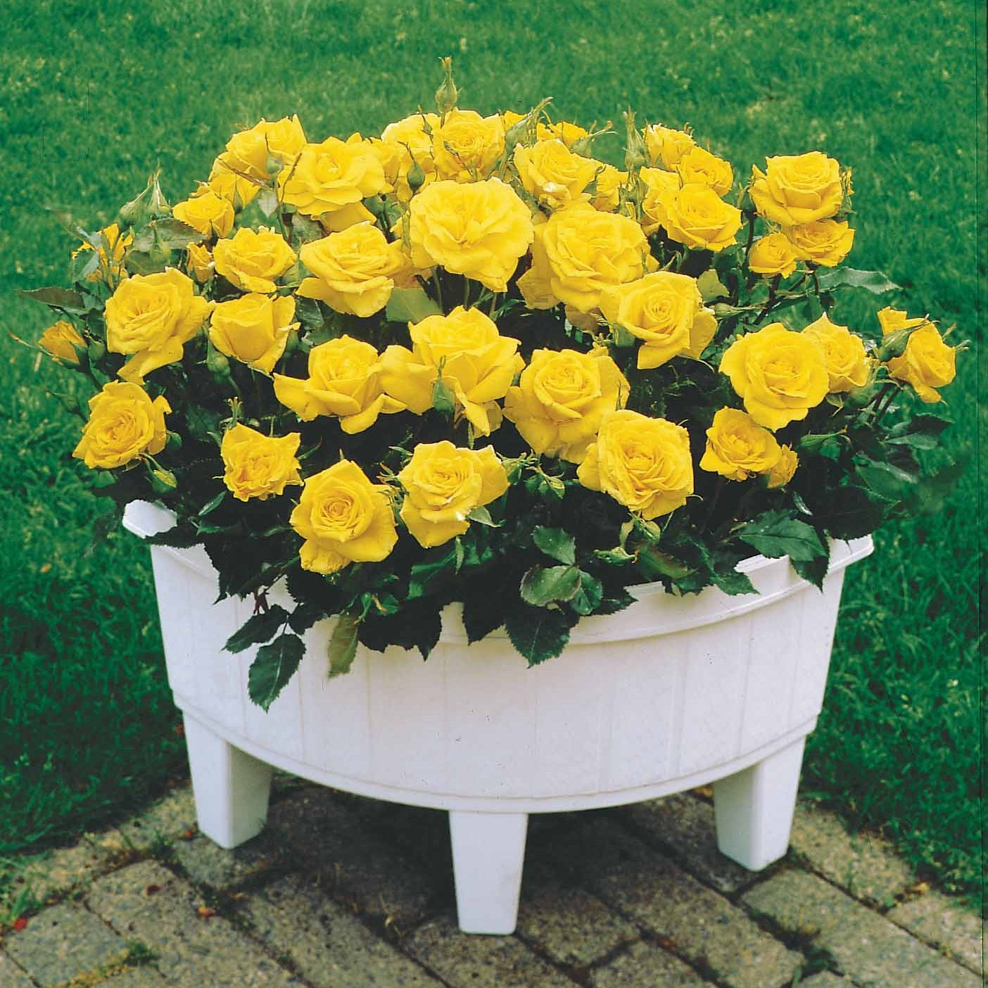  3 Mini-rosiers Randilla Jaune