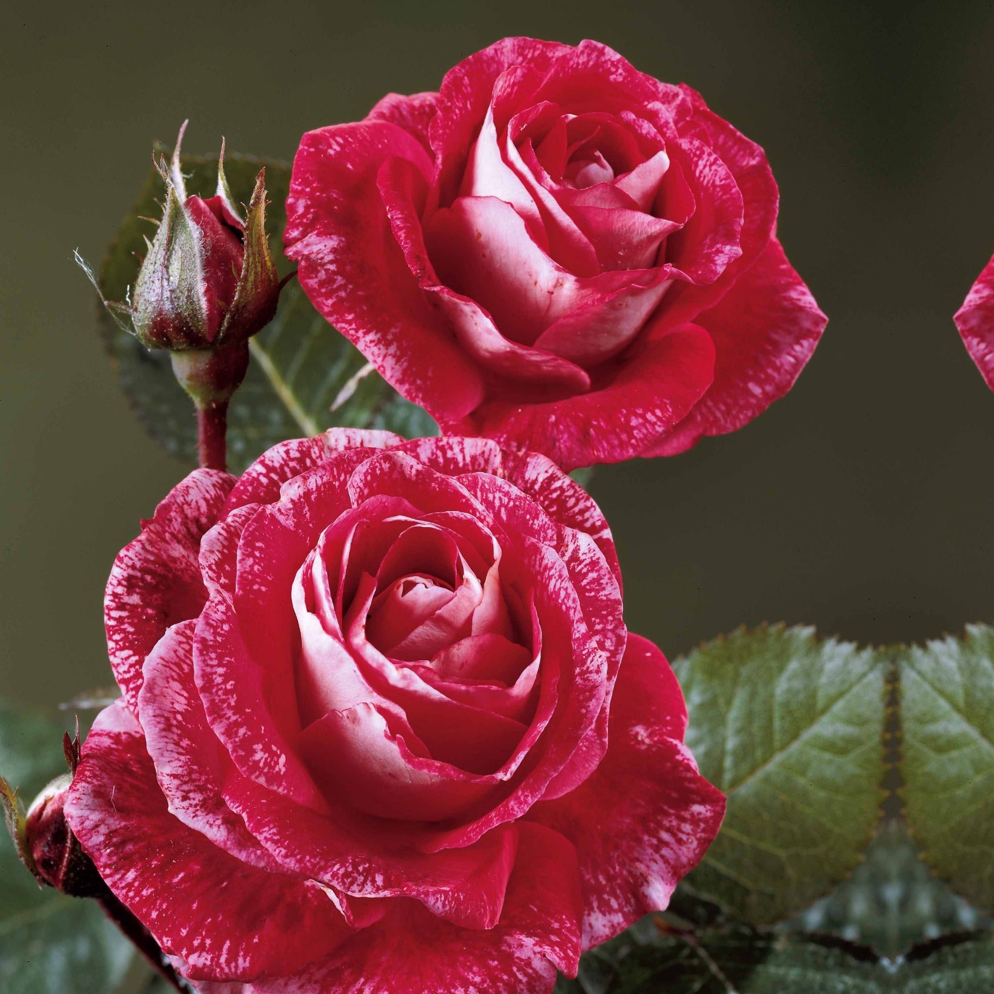  Rosier Buisson Famosa