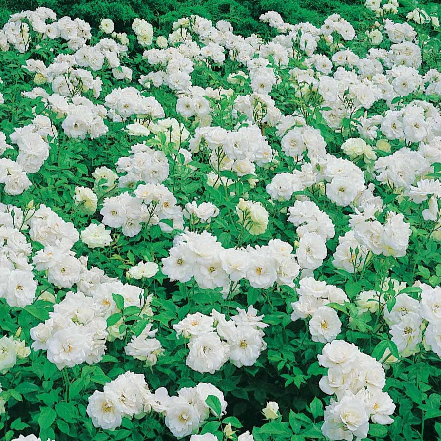  Rosier Princesse De Galles ® Hardinkum