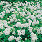  Rosier Princesse De Galles ® Hardinkum