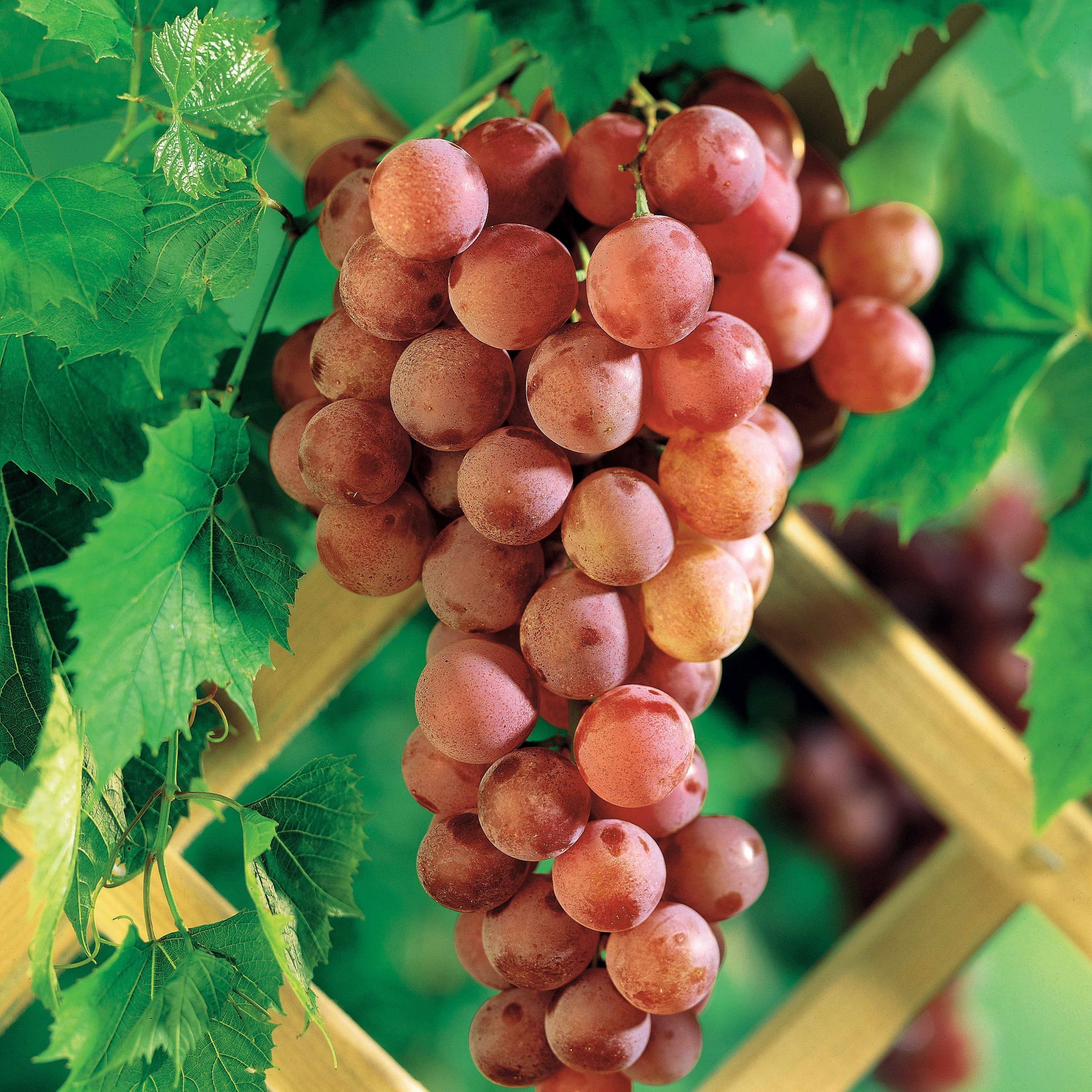  Vigne Chasselas Rose