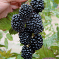  Mûrier Aux Fruits Géants Triple Crown