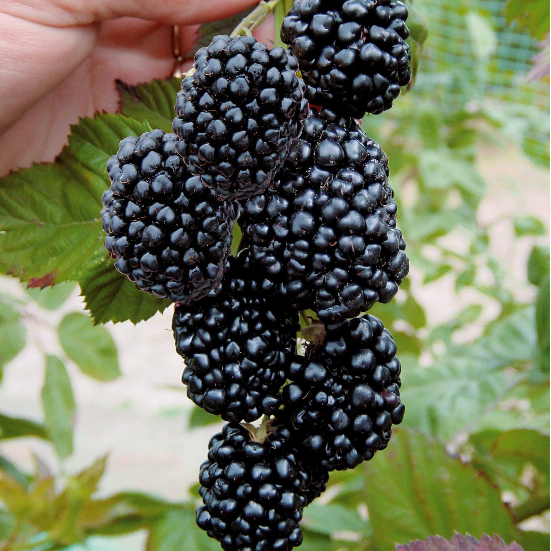  Mûrier Aux Fruits Géants Triple Crown