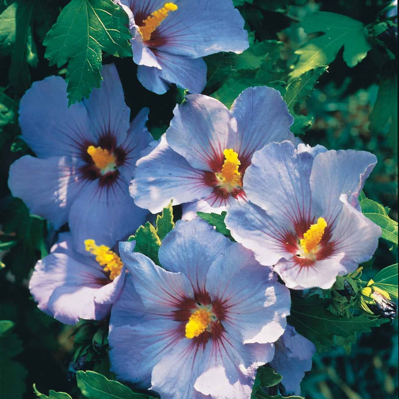  Hibiscus De Jardin Sur Tige Bleu