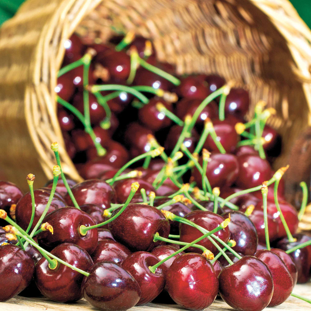  Cerisier Karina