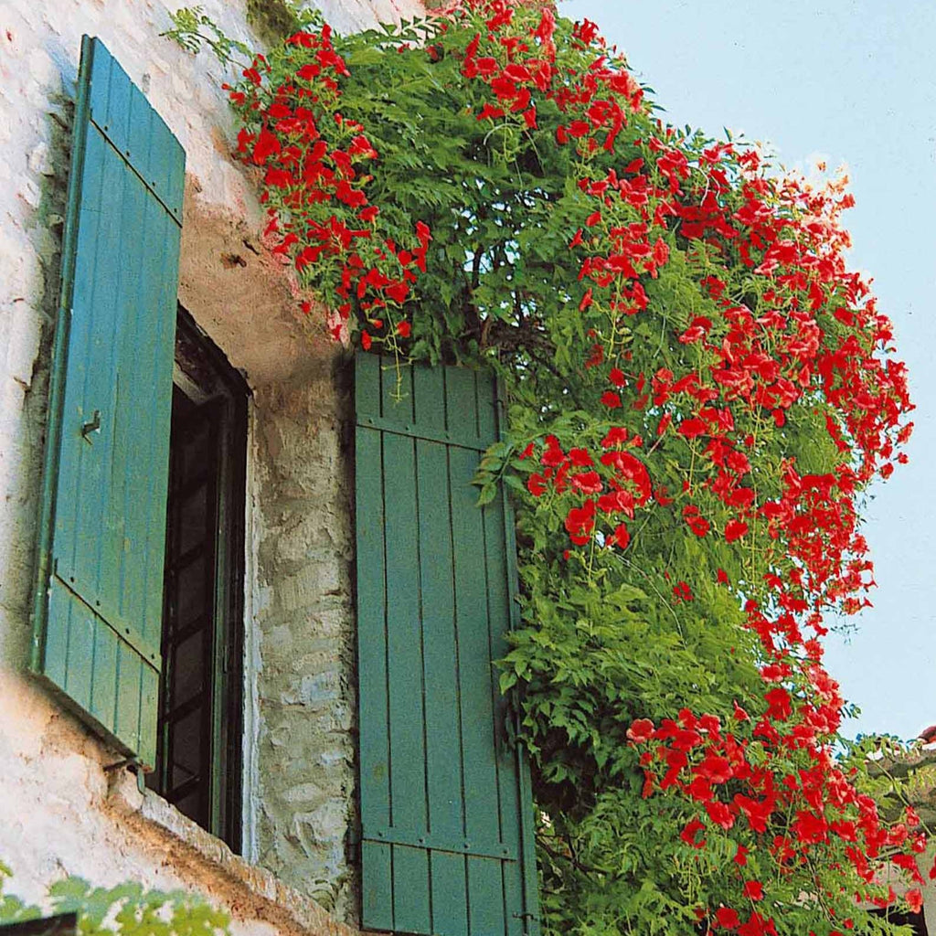  Bignone Stromboli