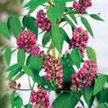  Glycine Tubéreuse