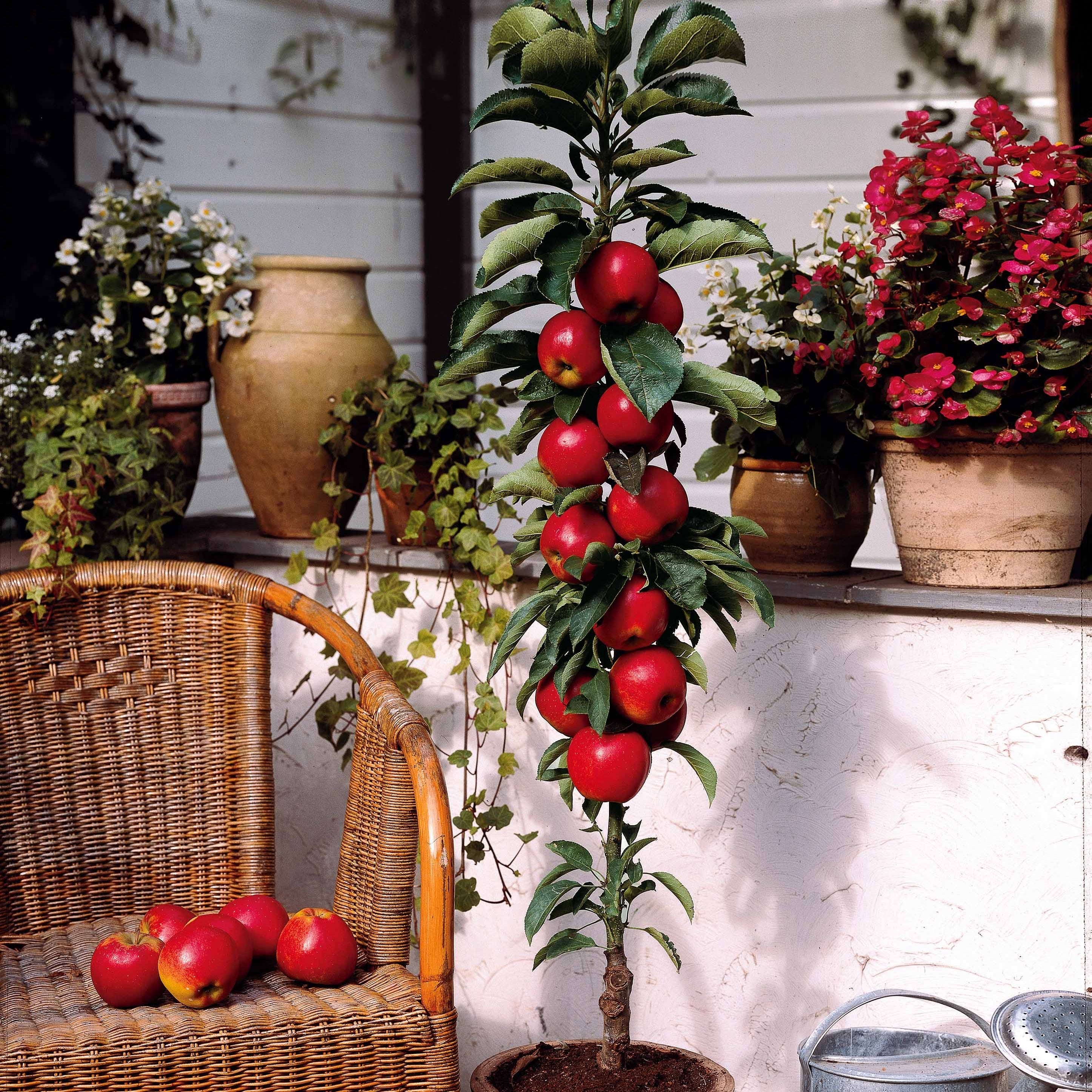 Mini-pommier Braeburn