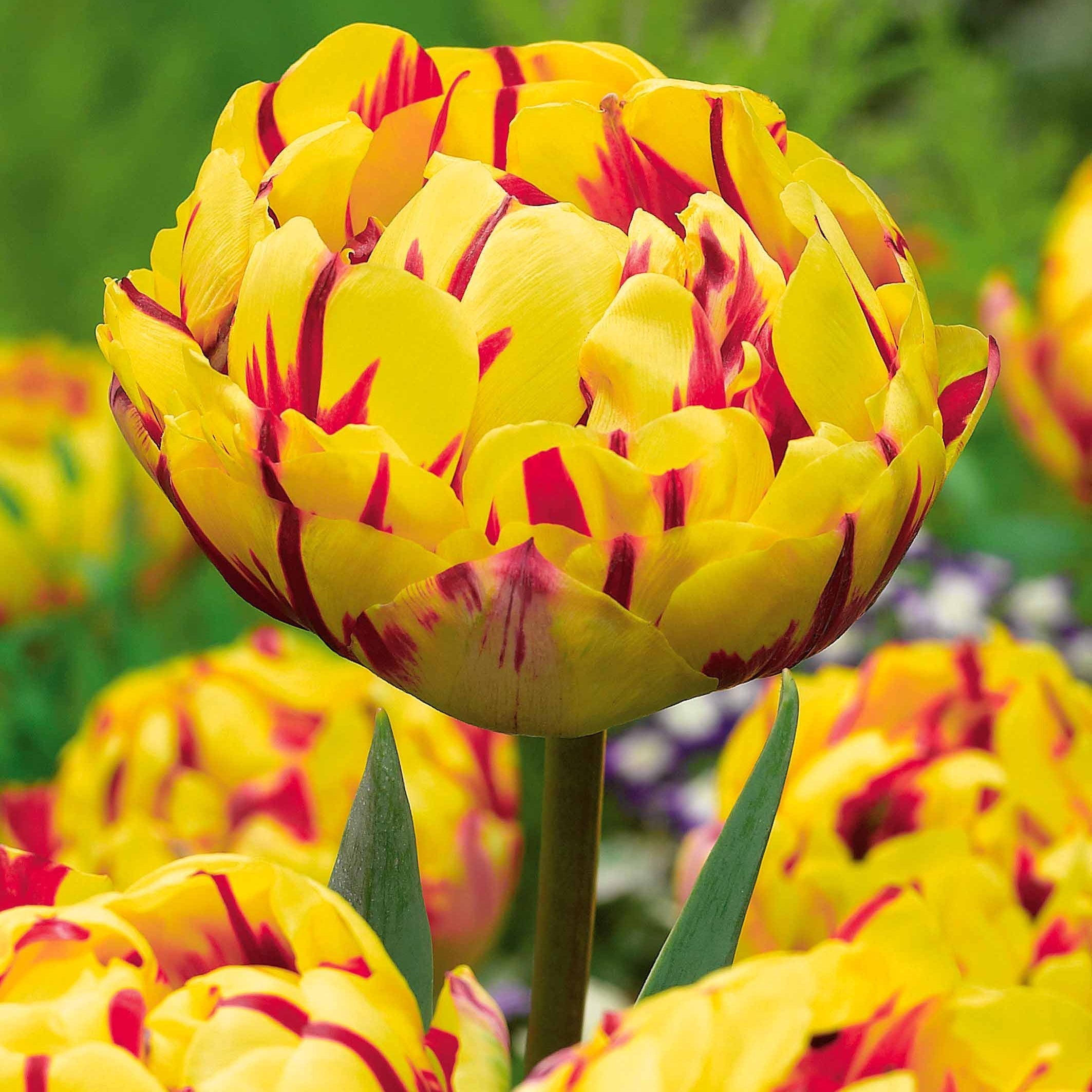  Collection De Tulipes à Fleurs De Pivoine
