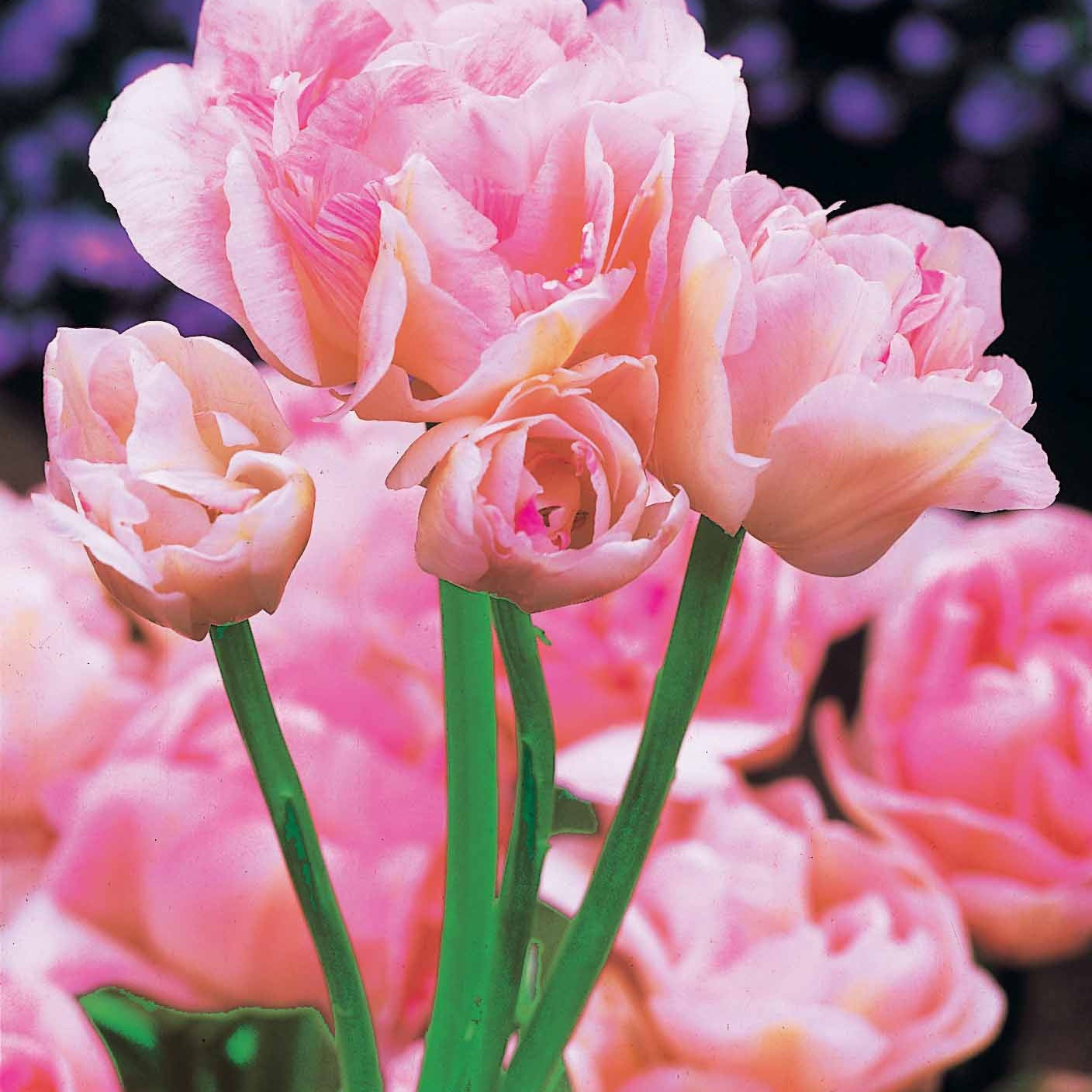 Collection De Tulipes à Fleurs De Pivoine