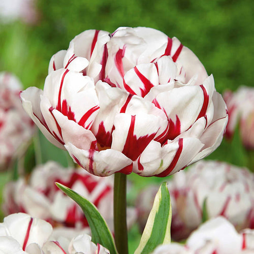  10 Tulipes à Fleurs De Pivoine Carnaval De Nice