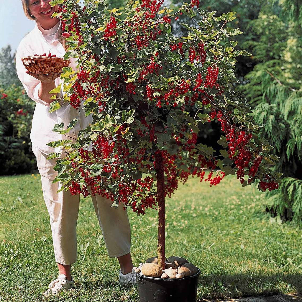  Groseillier Rouge Sur Tige