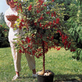  Groseillier Rouge Sur Tige