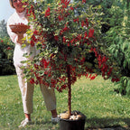  Groseillier Rouge Sur Tige