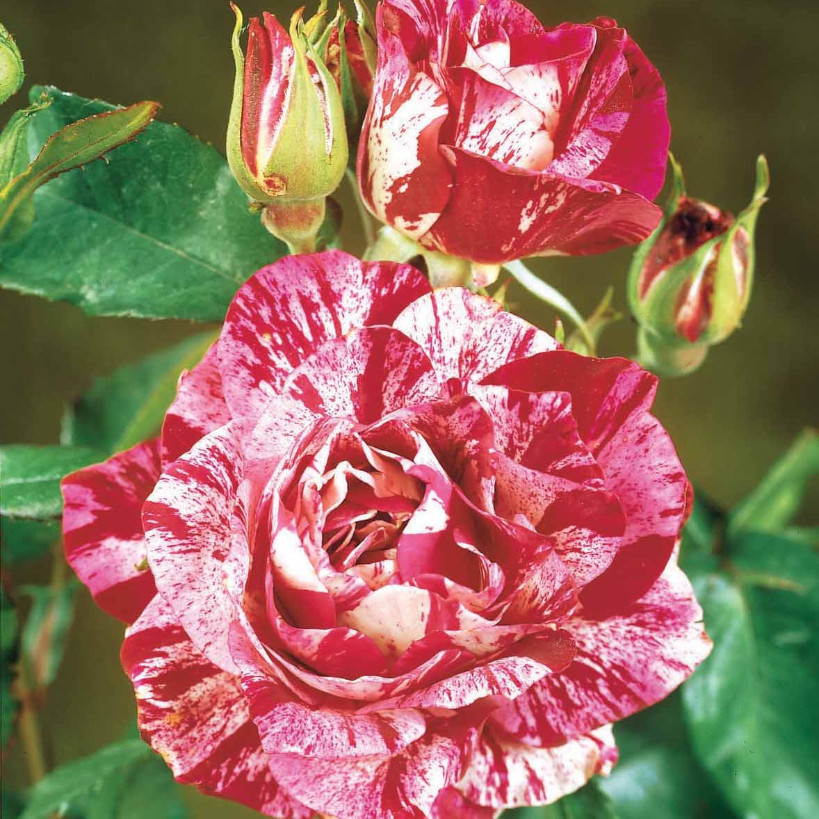  Rosier Buisson Candy Stripe