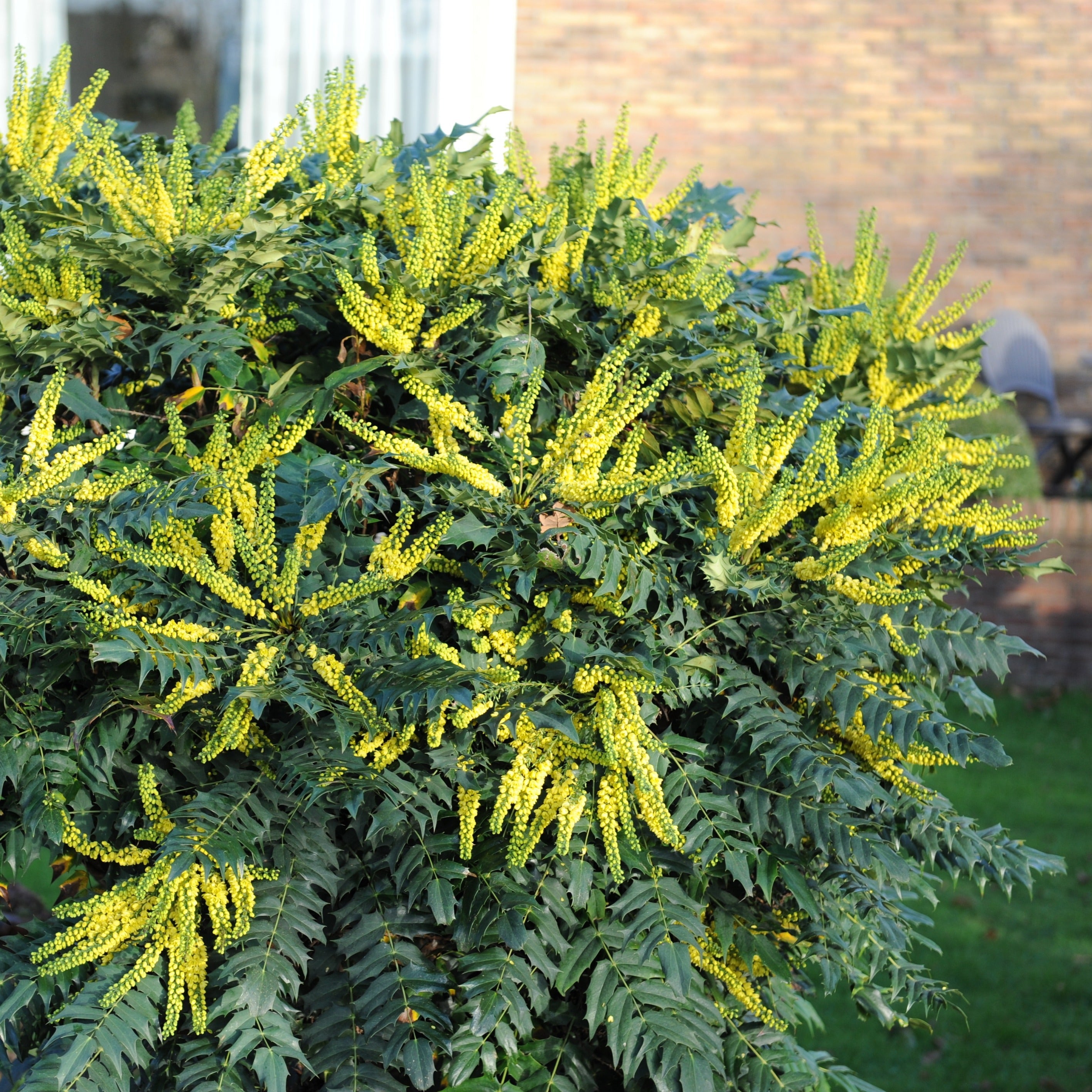  Mahonia Charity
