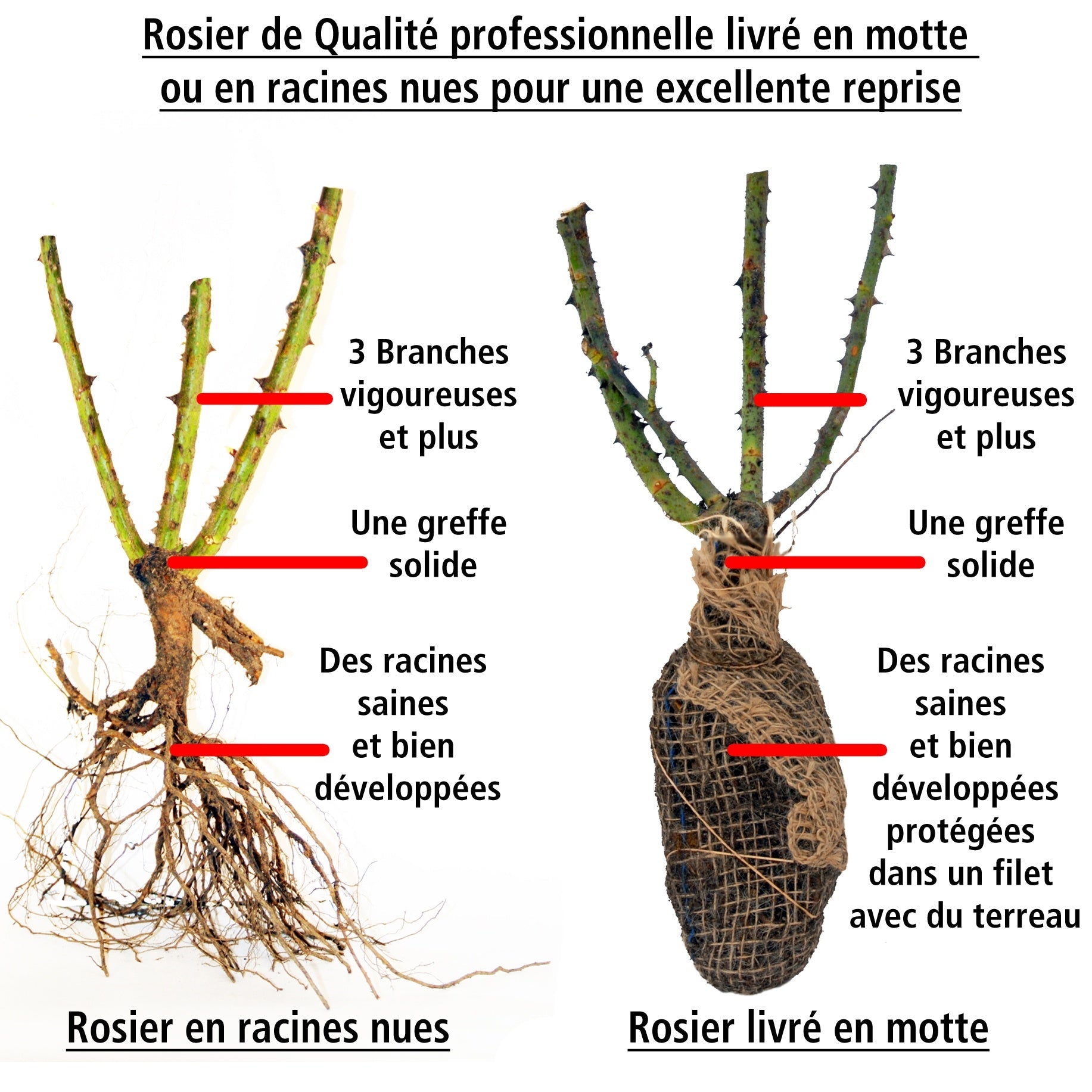  Rosier Buisson Grande Amore ®