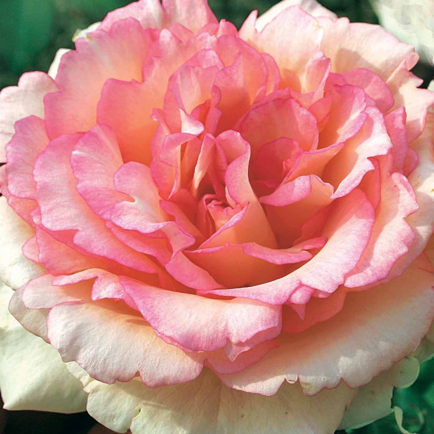  Rosier Buisson Souvenir De Baden Baden ® Korsouba