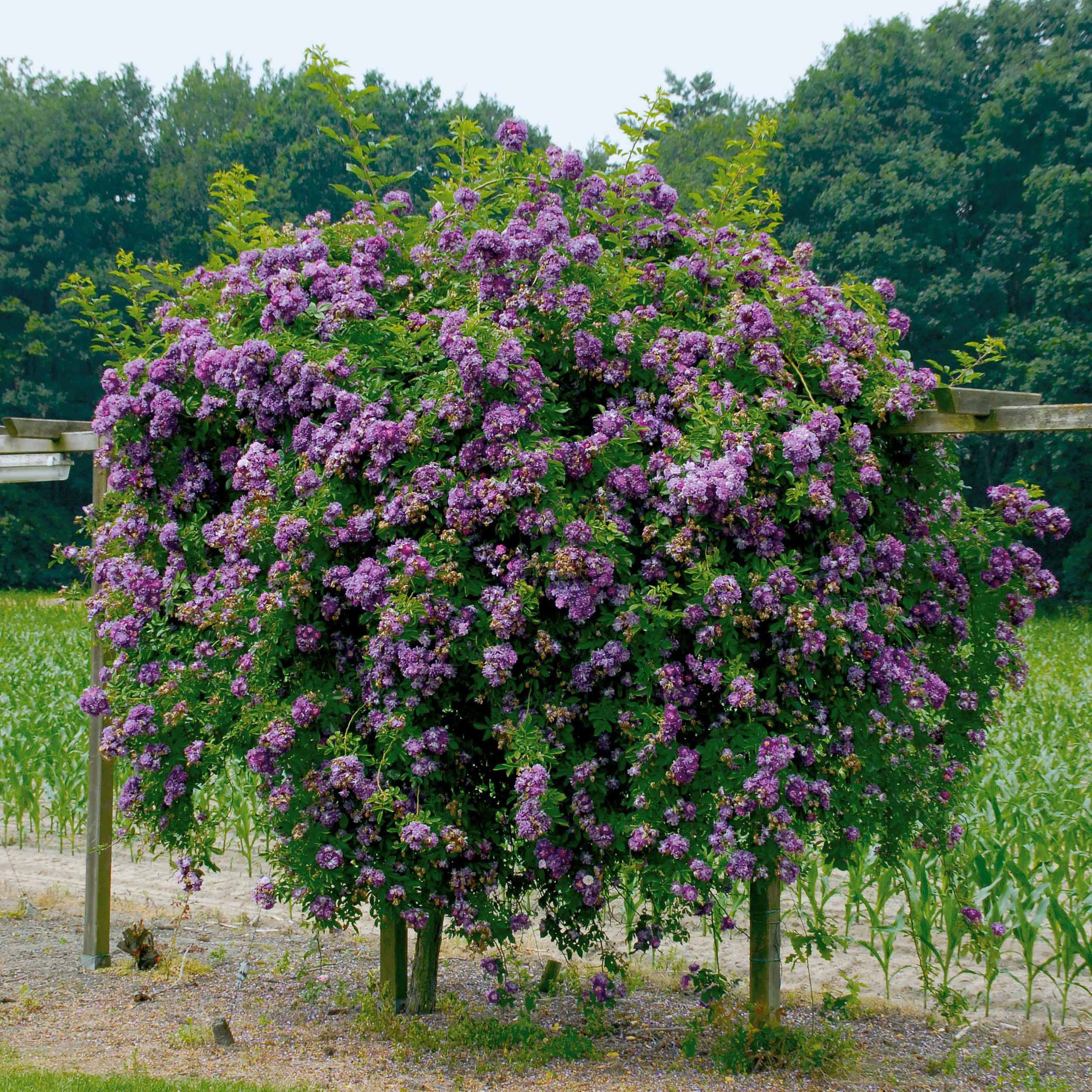  Rosier Bleu Violet Sur Tige