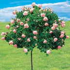  Rosier Cascade Rose Sur Tige