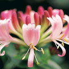  Chèvrefeuille Des Bois Serotina