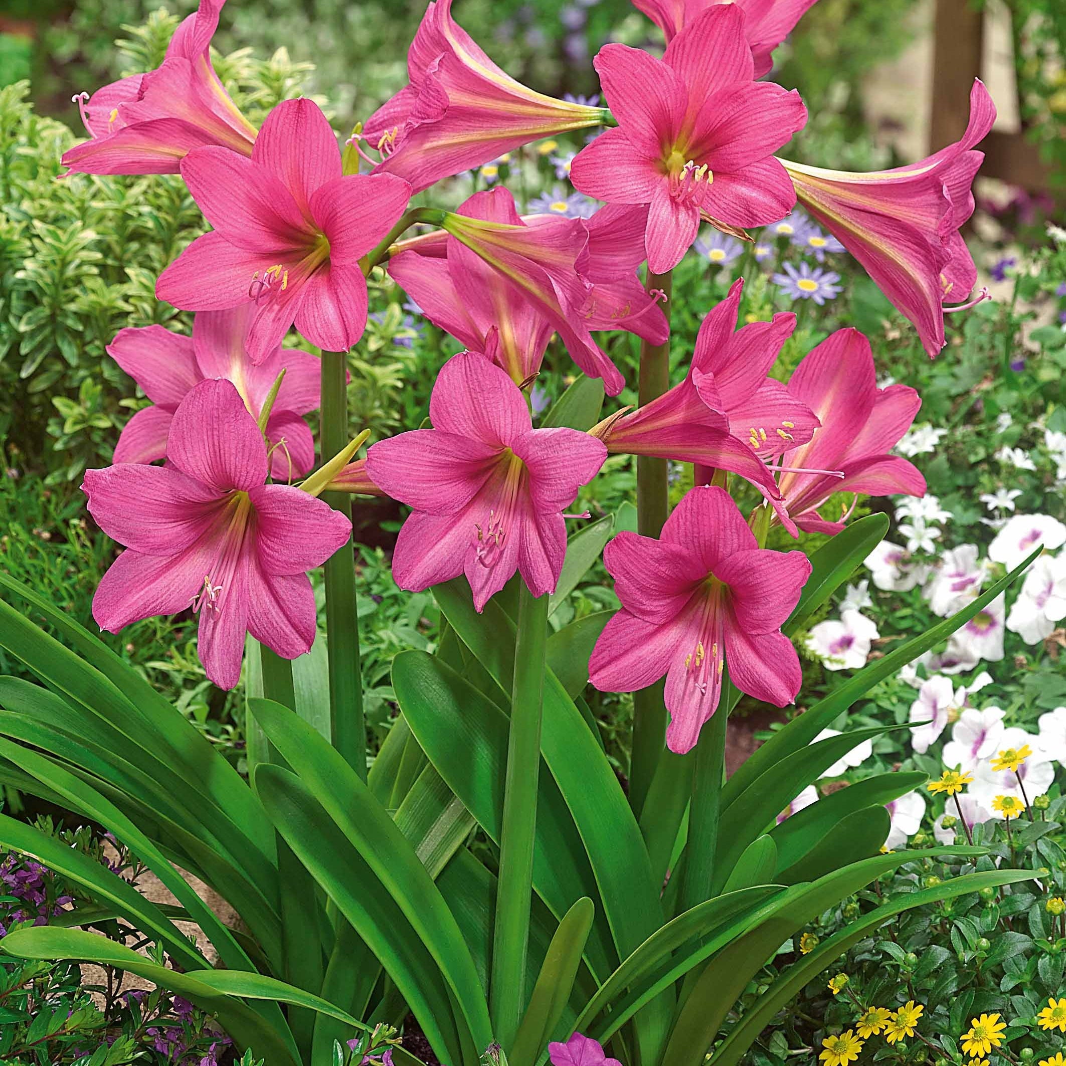 3 Amaryllis De Jardin Douceur Sucrée