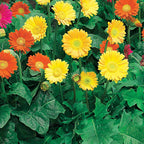  2 Garvineas Oranges Pour Votre Jardin Réf 010571