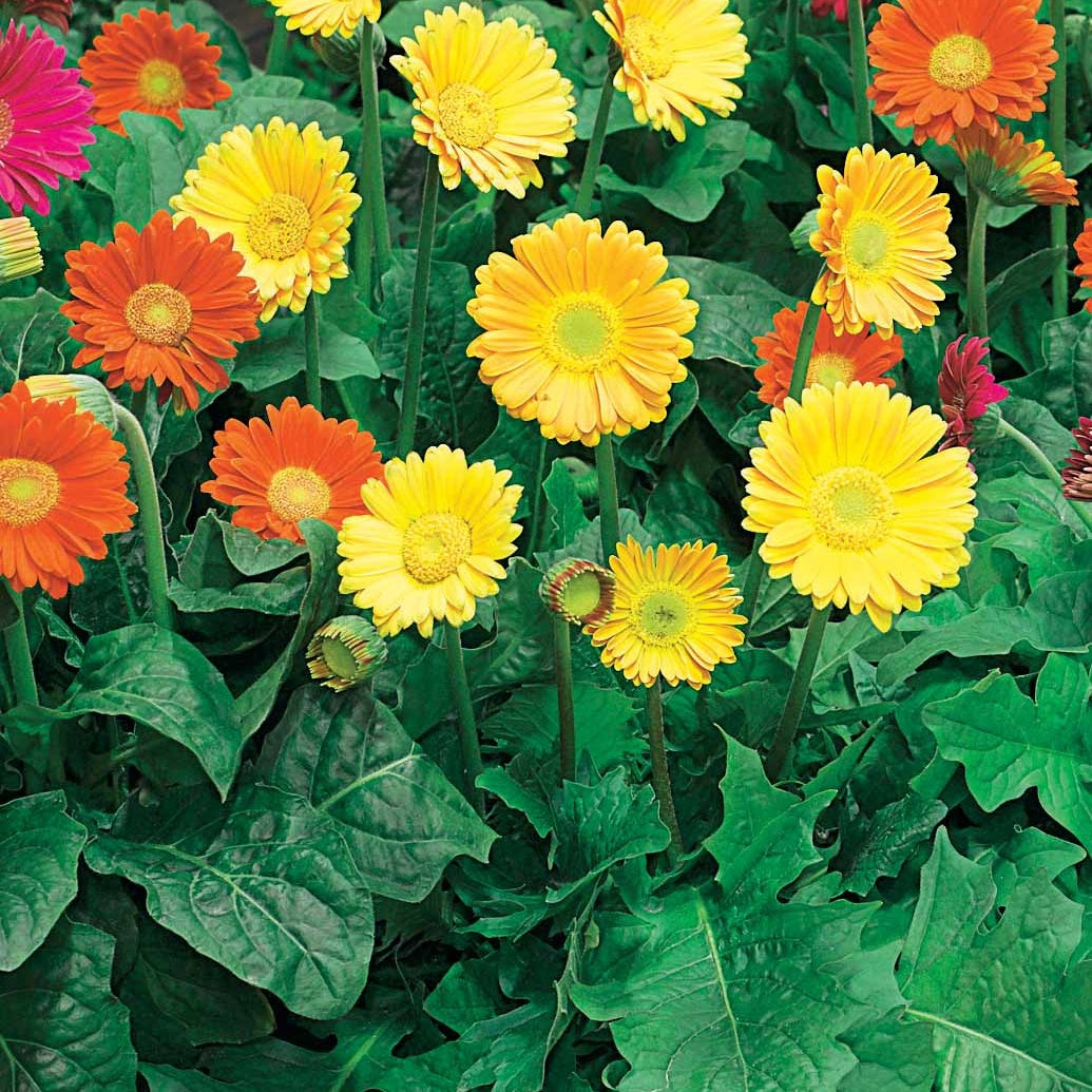  2 Garvineas Oranges Pour Votre Jardin Réf 010571