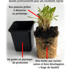  2 Garvineas Oranges Pour Votre Jardin Réf 010571