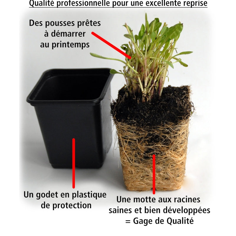  2 Garvineas Oranges Pour Votre Jardin Réf 010571